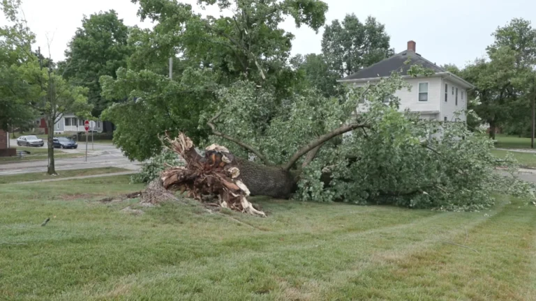 Tree Limbs Down After a Storm? 7 Steps to Take Before Cleanup